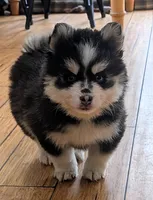 Berry, a male Siberian Husky and Pomsky for sale in Charlotte, MI – 7 of 8