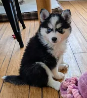 Mango , a female Siberian Husky and Pomsky for sale in Charlotte, MI – 4 of 7