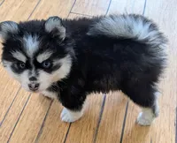 Berry, a male Siberian Husky and Pomsky for sale in Charlotte, MI – 8 of 8