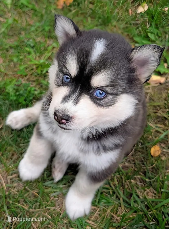 Andre – Siberian Husky, Pomsky puppy on hold in Charlotte, MI