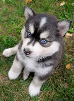 Andre, a male Siberian Husky and Pomsky for sale in Charlotte, MI – 1 of 2
