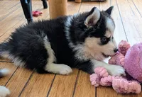 Mango , a female Siberian Husky and Pomsky for sale in Charlotte, MI – 6 of 7