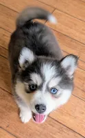 Echo, a female Siberian Husky and Pomsky for sale in Charlotte, MI – 2 of 5