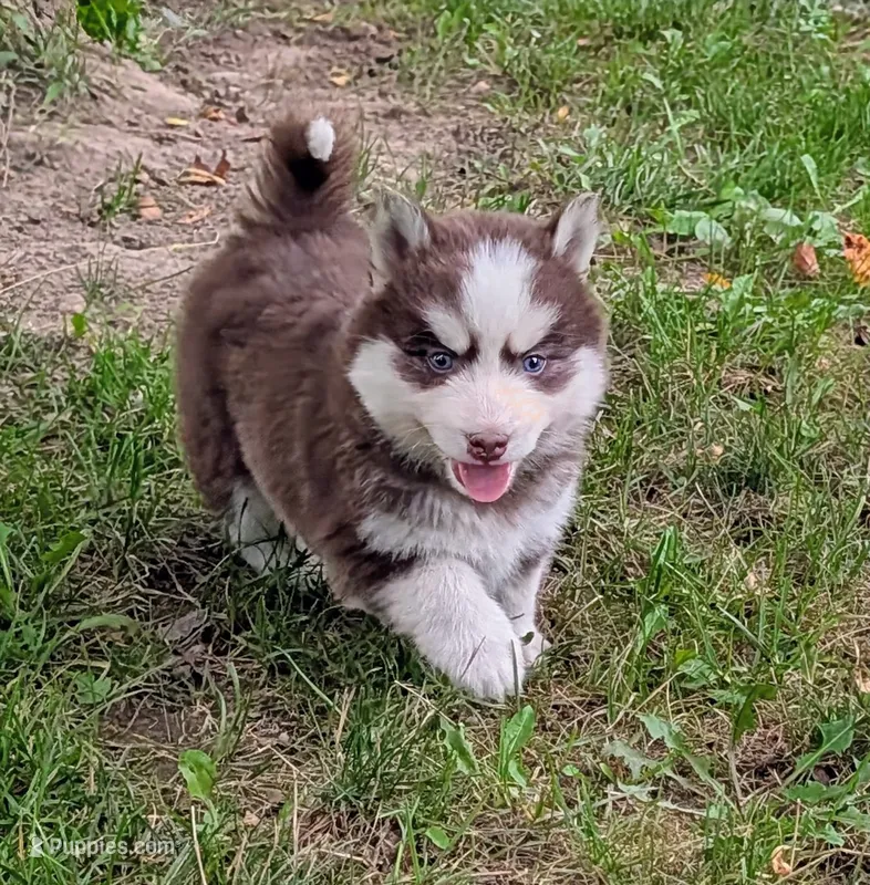 Bob – Siberian Husky, Pomsky puppy for sale in Charlotte, MI
