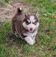 Bob, a male Siberian Husky and Pomsky for sale in Charlotte, MI – 2 of 4