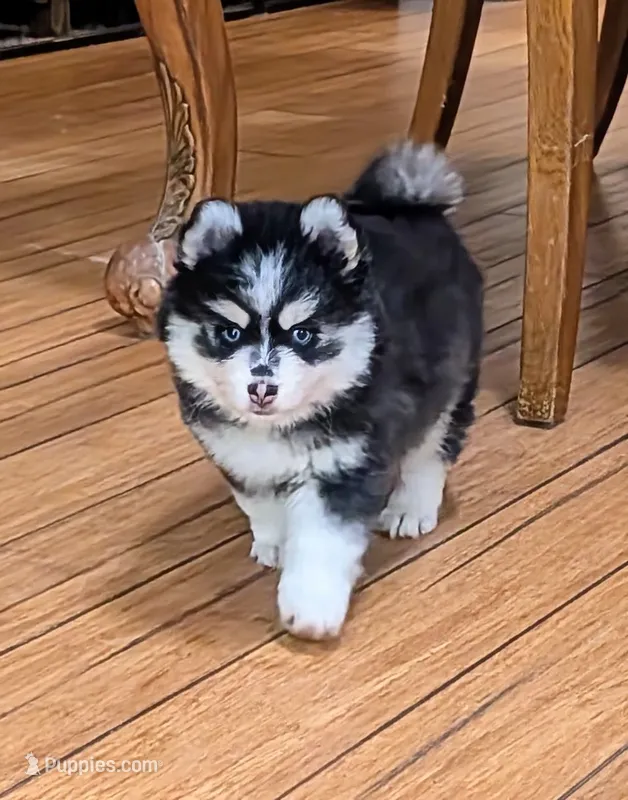 Berry – Siberian Husky, Pomsky puppy for sale in Charlotte, MI