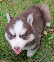 Bob, a male Siberian Husky and Pomsky for sale in Charlotte, MI – 4 of 4