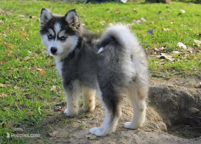 Echo – Siberian Husky, Pomsky puppy for sale in Charlotte, MI