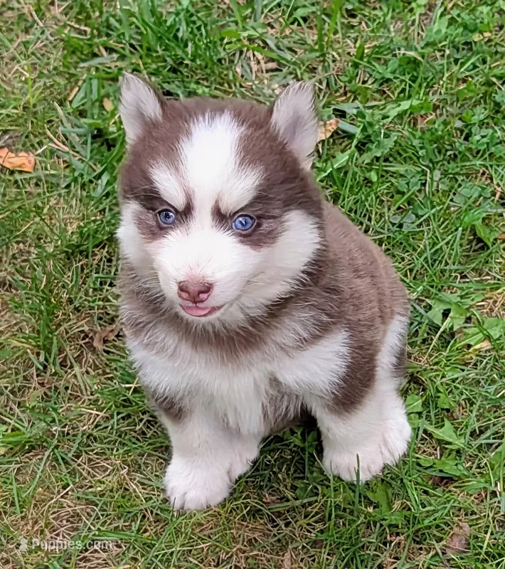 Bob – Siberian Husky, Pomsky puppy for sale in Charlotte, MI