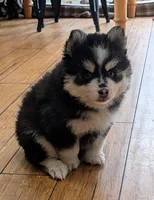 Berry, a male Siberian Husky and Pomsky for sale in Charlotte, MI – 3 of 8