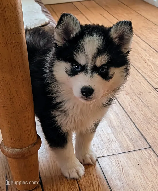 Mango  – Siberian Husky, Pomsky puppy for sale in Charlotte, MI