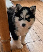Mango , a female Siberian Husky and Pomsky for sale in Charlotte, MI – 1 of 7