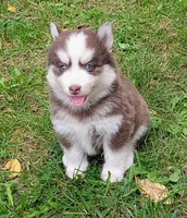 Bob, a male Siberian Husky and Pomsky for sale in Charlotte, MI – 3 of 4