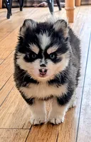Berry, a male Siberian Husky and Pomsky for sale in Charlotte, MI – 4 of 8