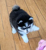 Berry, a male Siberian Husky and Pomsky for sale in Charlotte, MI – 5 of 8