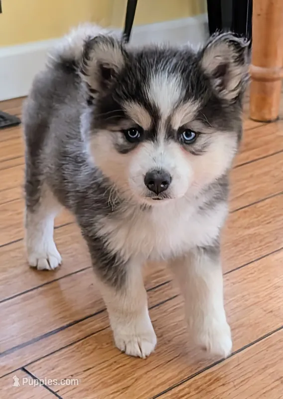Echo – Siberian Husky, Pomsky puppy for sale in Charlotte, MI