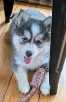 Echo, a female Siberian Husky and Pomsky for sale in Charlotte, MI – 4 of 5