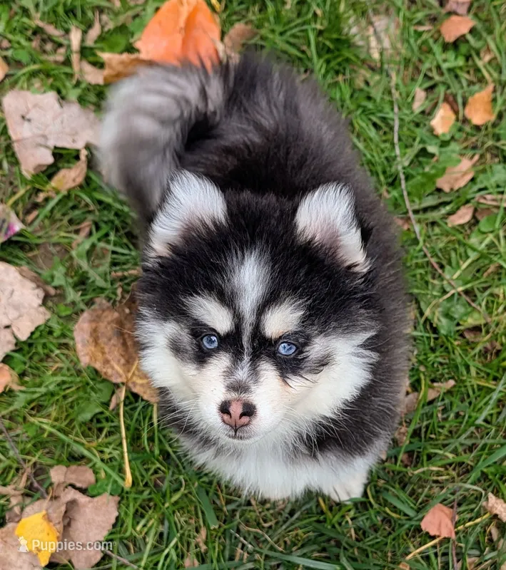 Berry – Siberian Husky, Pomsky puppy for sale in Charlotte, MI