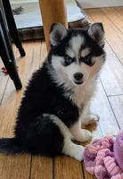 Mango , a female Siberian Husky and Pomsky for sale in Charlotte, MI – 3 of 7