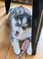 Echo, a female Siberian Husky and Pomsky for sale in Charlotte, MI – 5 of 5