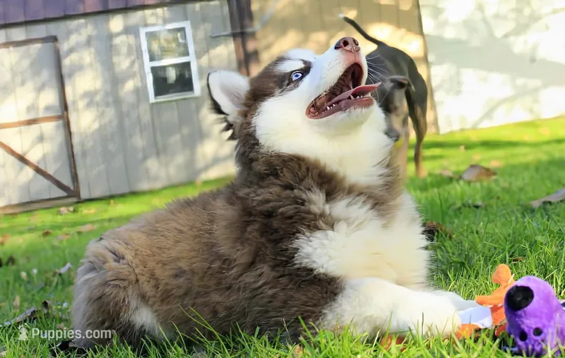 Bob – Siberian Husky, Pomsky puppy for sale in Charlotte, MI
