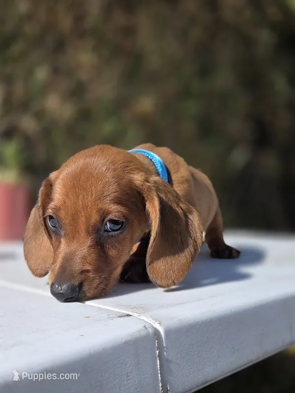 Ron – Dachshund puppy for sale in Santa Ana, CA
