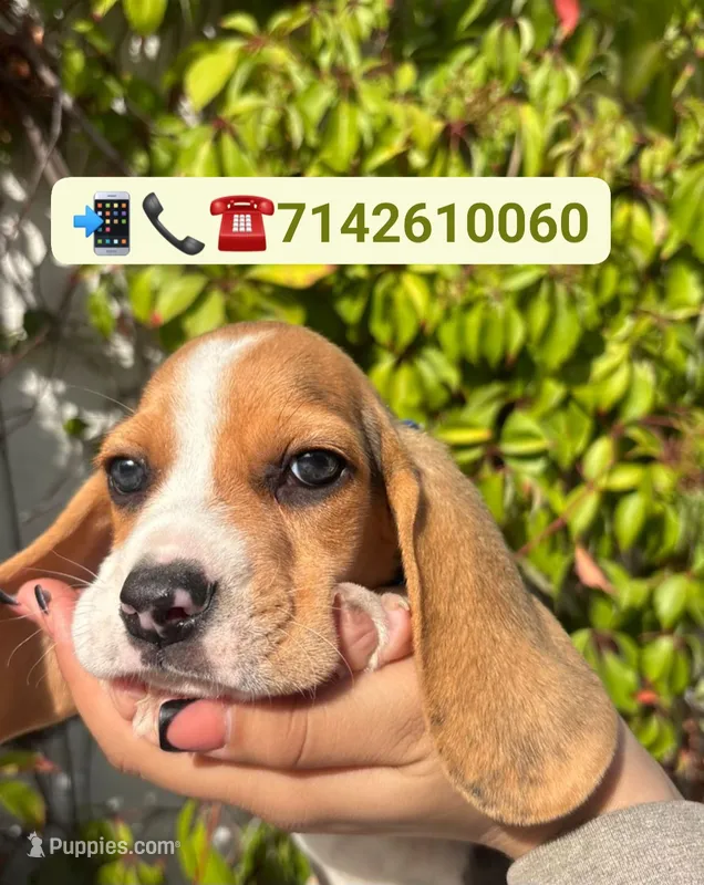 Loky – Beagle puppy for sale in Fountain Valley, CA