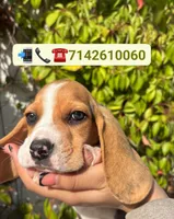 Loky, a male Beagle for sale in Fountain Valley, CA – 1 of 1