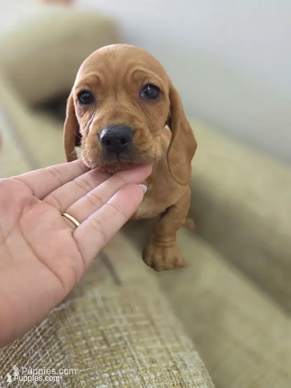 Honey  – Miniature Dachshund puppy for sale in Fountain Valley, CA