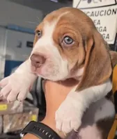 Thor ready sep25, a male Beagle for sale in Santa Ana, CA – 2 of 3