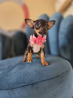 London, a female Chihuahua for sale in Santa Ana, CA – 2 of 3