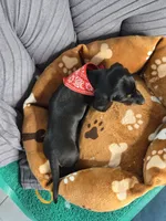 Blue, a male Miniature Dachshund for sale in Fountain Valley, CA – 4 of 4