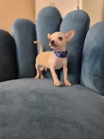 Casper, a male Chihuahua for sale in Santa Ana, CA – 3 of 3