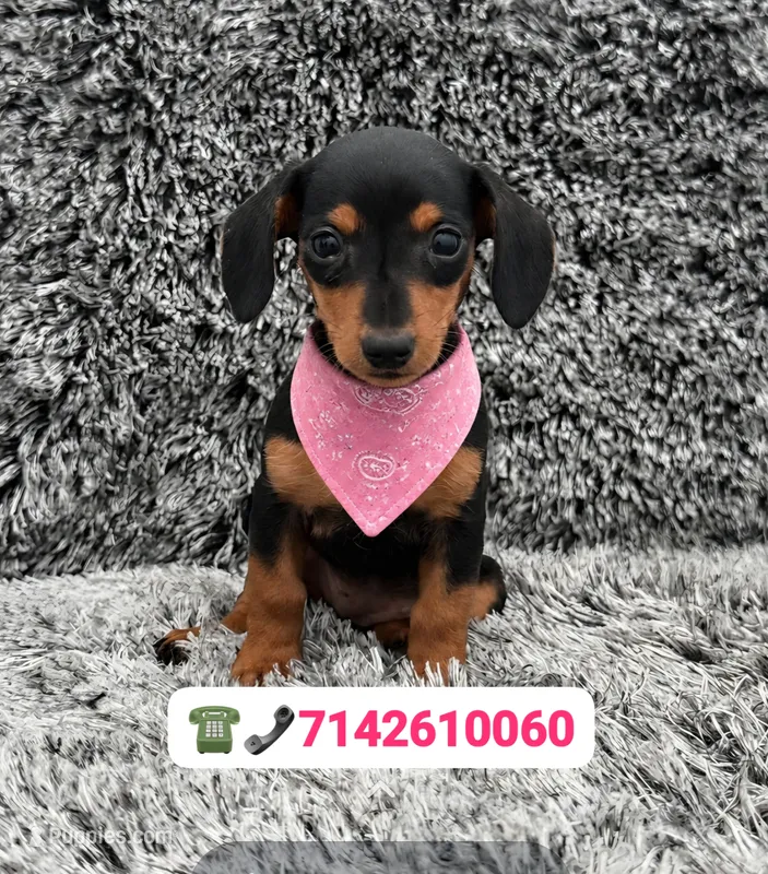 Mia – Dachshund puppy for sale in Fountain Valley, CA