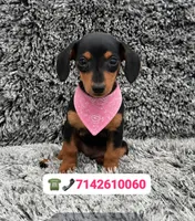 Mia, a female Dachshund for sale in Fountain Valley, CA – 1 of 1