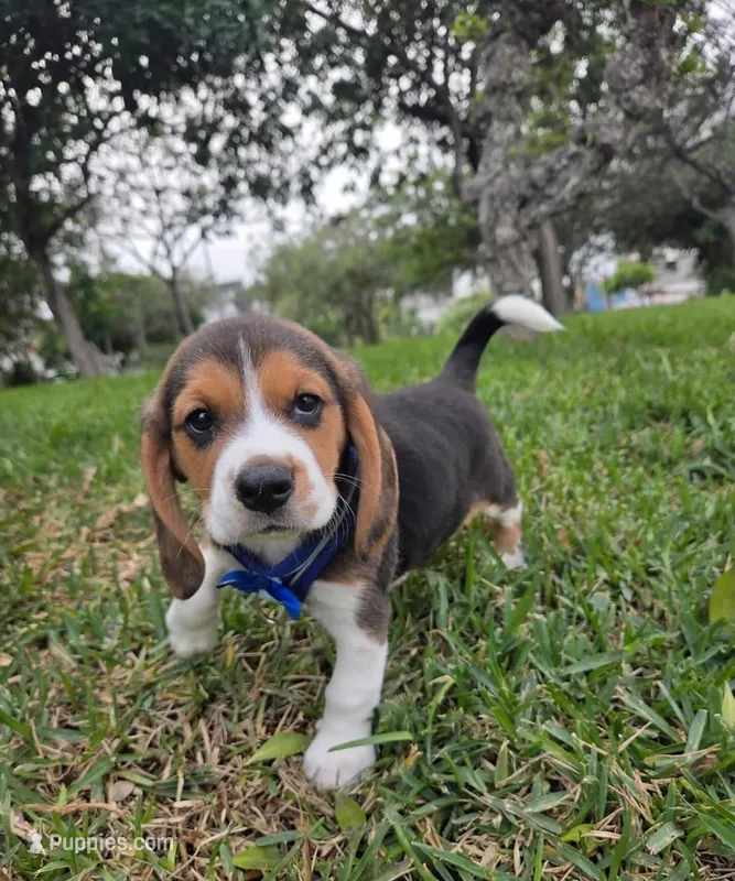 Loki – Beagle puppy for sale in Santa Ana, CA