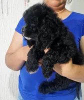 Blacky, a male English Cocker Spaniel for sale in Westminster, CA – 2 of 2