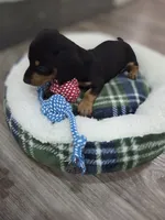 Dominic, a male Miniature Dachshund for sale in Santa Ana, CA – 4 of 4