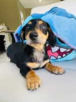 Raw, a male Dachshund for sale in Westminster, CA – 3 of 5