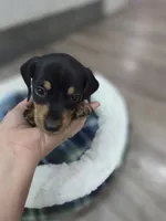 Dominic, a male Miniature Dachshund for sale in Santa Ana, CA – 3 of 4