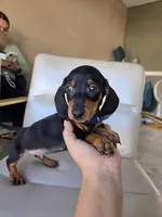 Dominic, a male Miniature Dachshund for sale in Fountain Valley, CA – 2 of 4