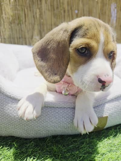 Bella, a female Beagle for sale in Fountain Valley, CA – 7 of 8