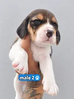 Zeus ready on sep 25, a male Beagle for sale in Westminster, CA – 2 of 3