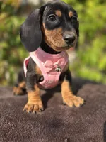 Sunshine, a female Miniature Dachshund for sale in Westminster, CA – 3 of 3