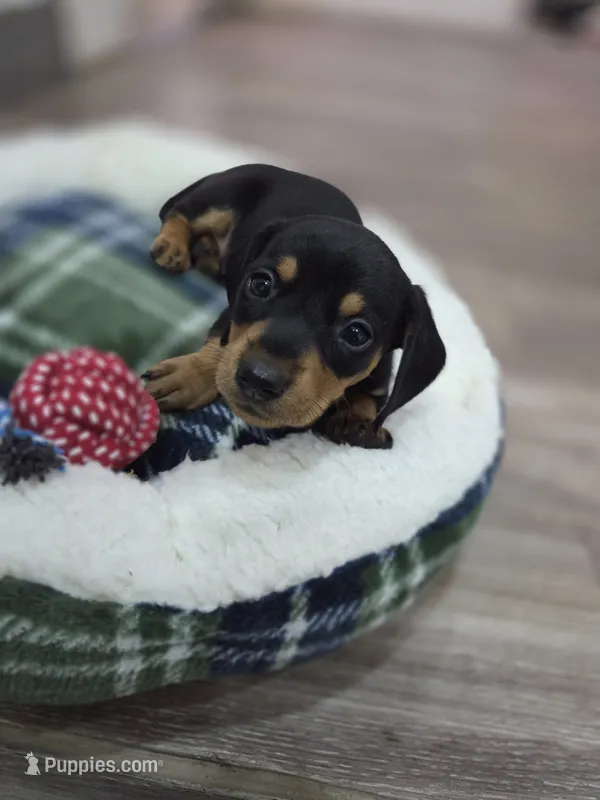 Dominic – Miniature Dachshund puppy for sale in Santa Ana, CA