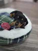 Dominic, a male Miniature Dachshund for sale in Santa Ana, CA – 1 of 4