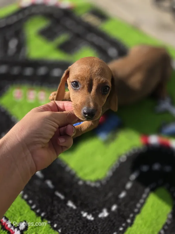 Ron – Miniature Dachshund puppy for sale in Santa Ana, CA