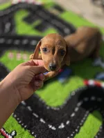 Ron, a male Miniature Dachshund for sale in Santa Ana, CA – 1 of 2