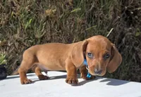 Ron, a male Dachshund for sale in Santa Ana, CA – 3 of 7