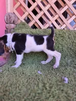 Nala, a female Beagle for sale in Santa Ana, CA – 2 of 4